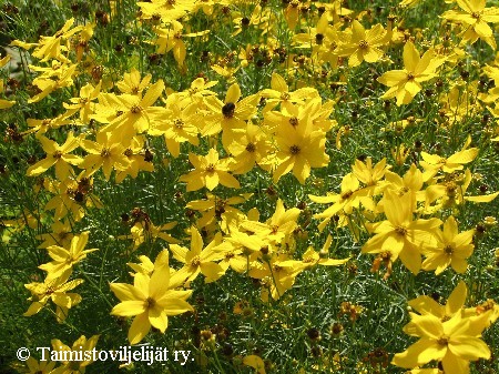  Coreopsis verticillata 